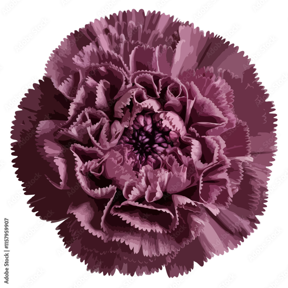 Mauve pink purple carnation dianthus flower vector element illustration isolated transparent botanical background Mauve pink purple carnation dianthus flower vector element illustration isolated transparent botanical background