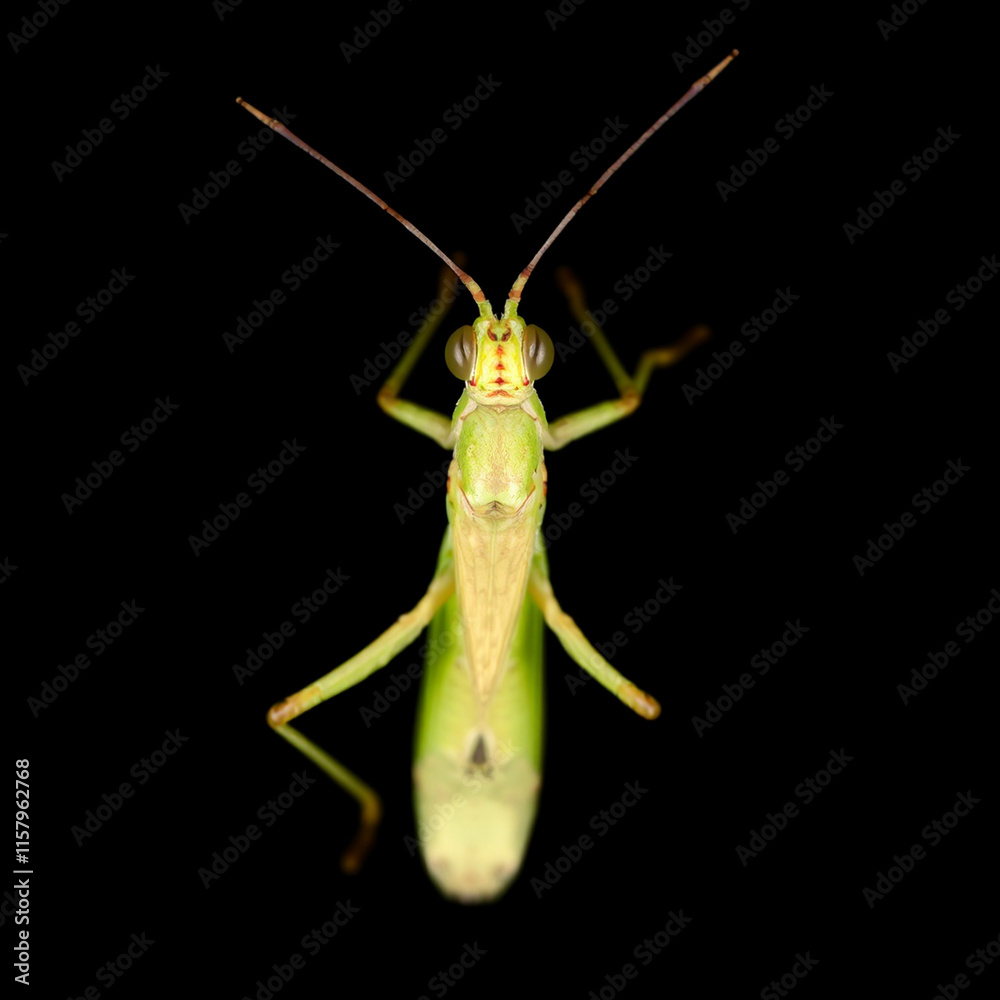 Grasshopper locust on a dark background - animal generation- Grasshopper locust on a dark background - animal generation-