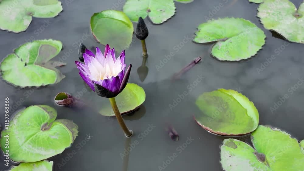 Purple Lotus Bloom in Serene Pond Purple Lotus Bloom in Serene Pond