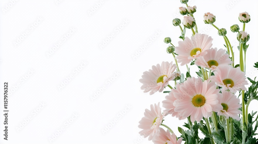 Fototapeta premium A bouquet of pink daisies with green buds on a white background.