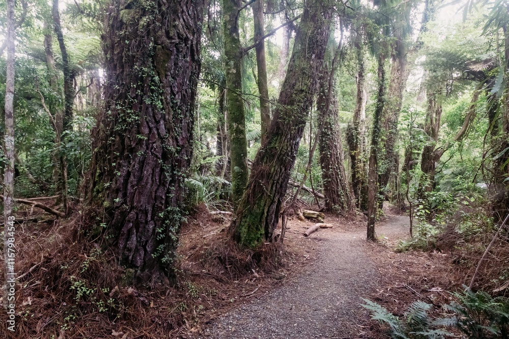 Tranquil forest path winds through lush greenery. Sunlight filters through the canopy, illuminating the mossy, ancient trees. Cascade Kauri Walk, Waitakere Ranges, Auckland, New Zealand Tranquil forest path winds through lush greenery. Sunlight filters through the canopy, illuminating the mossy, ancient trees. Cascade Kauri Walk, Waitakere Ranges, Auckland, New Zealand