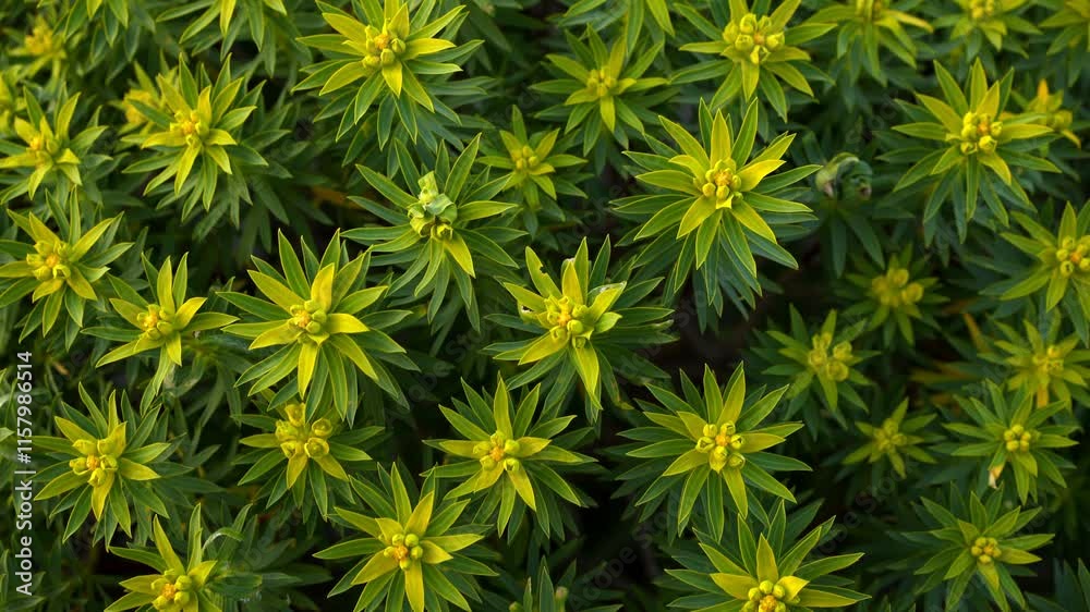 Euphorbia Arborea green and yellow plants in Mani Peninsula, Greece Euphorbia Arborea green and yellow plants in Mani Peninsula, Greece