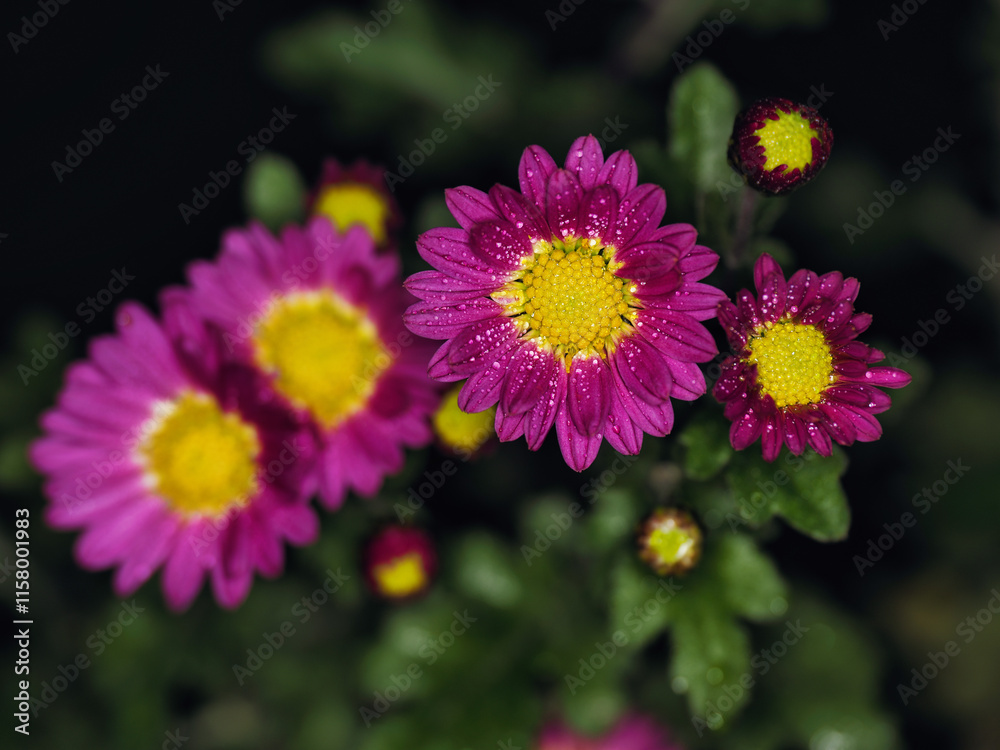 Tokyo,Japan - December 27, 2024: Closeup of small red chrysanthemum flowers in winter
Tokyo,Japan - December 27, 2024: Closeup of small red chrysanthemum flowers in winter