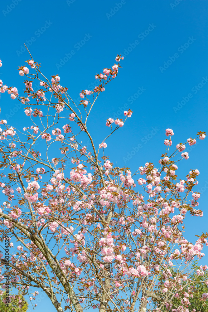 青空に八重桜