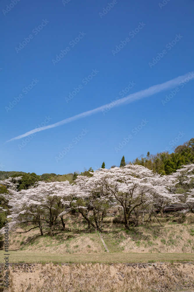 入来清浦ダム周辺に咲く桜