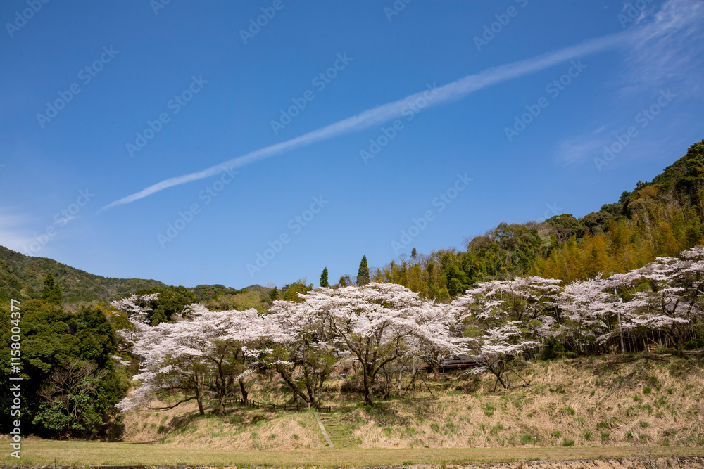 入来清浦ダム周辺に咲く桜