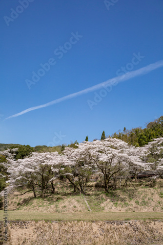 Obraz na płótnie 入来清浦ダム周辺に咲く桜
w salonie