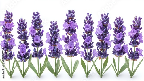 beautiful lavender clipart isolated on a white background lavender