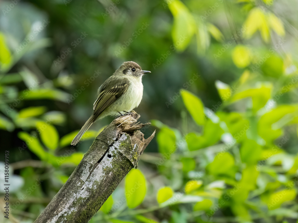 Sepia-capped Flycatcher on broken tree trunk Sepia-capped Flycatcher on broken tree trunk