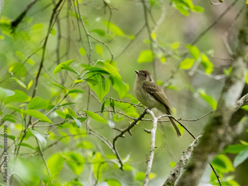Sepia-capped Flycatcher on tree branch Sepia-capped Flycatcher on tree branch
