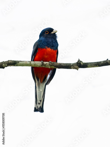 Surucua Trogon on tree branch against white background, isolated photo