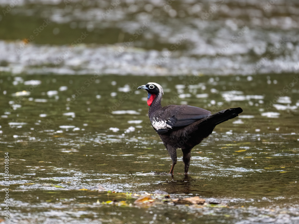 Fototapeta premium Black-fronted Piping Guan standing in shallow water
