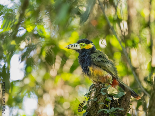 Spot-billed Toucanet on tree branch, portrait photo