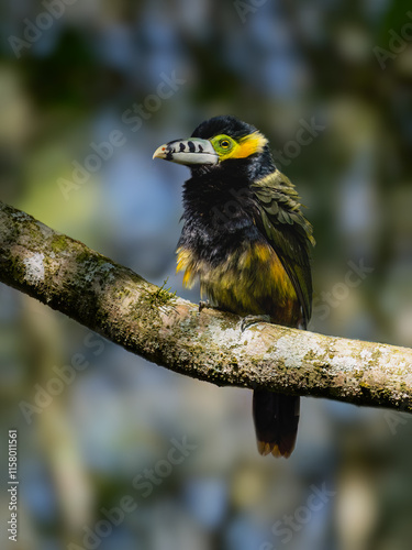 Spot-billed Toucanet on tree branch, portrait photo