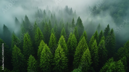 drone footage of the fog covered the woods on the slopes of schlern mountain of the dolomites italy