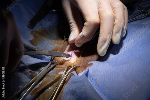 Foto Female cat neutering surgery in a veterinary clinic