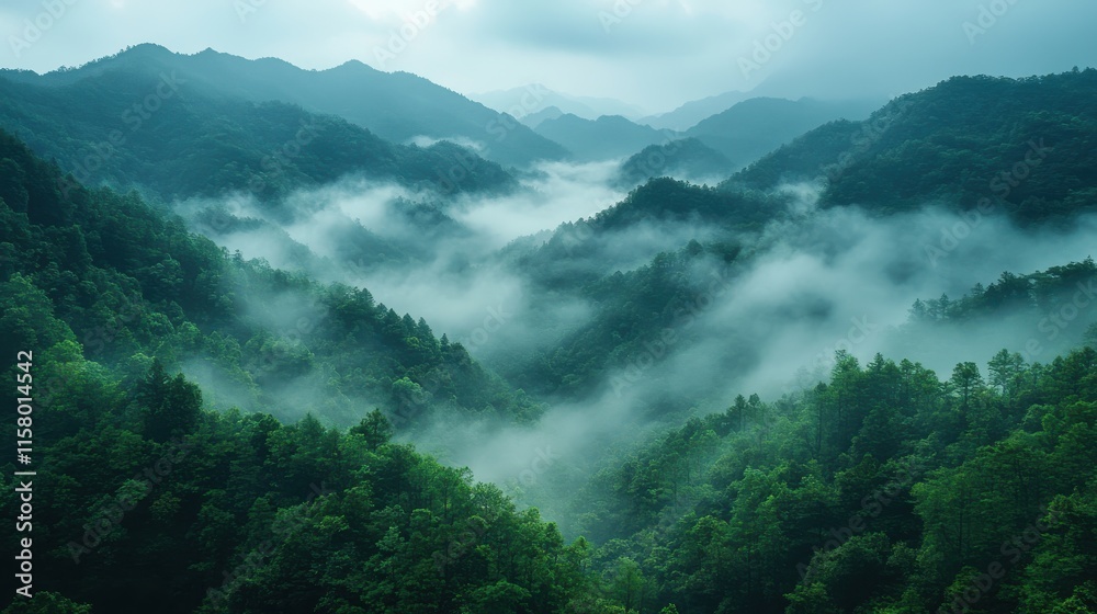 fog in the forest on the mountains of taiwan fog in the forest on the mountains of taiwan