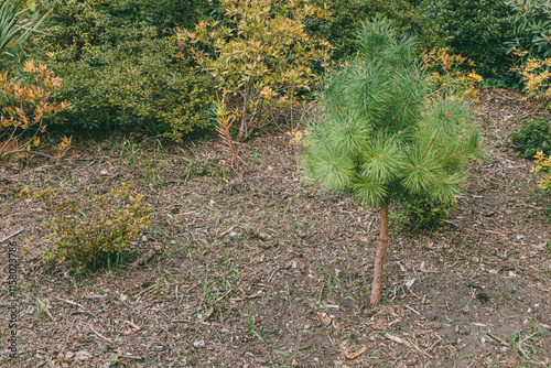 Young pine tree surrounded by garden shrubs and soil consisting of crumbled bark. Ideal for landscaping, reforestation, or nature-themed content.
