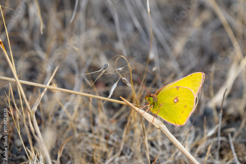 Clouded Sulfur Butterfly in Eastern Washington State photo