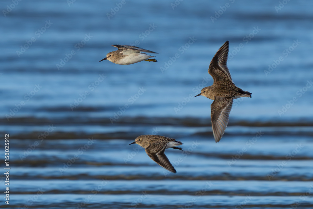 Western Sandpipers Fly at the Beach in Grayland Washington Western Sandpipers Fly at the Beach in Grayland Washington