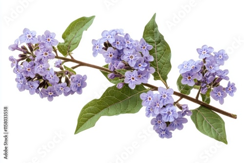 A light lilac heliotrope branch with flowers set against a white backdrop photo