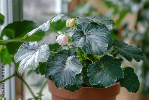 Borias variety of flowering begonia elatior Gardening pastime eco home photo