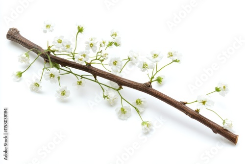 Branch with Gypsophila flowers on a white backdrop