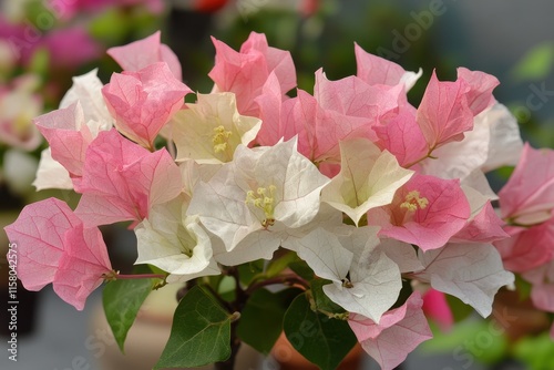 Close up of vibrant pink and white bougainvillea flowers Ideal backdrop photo