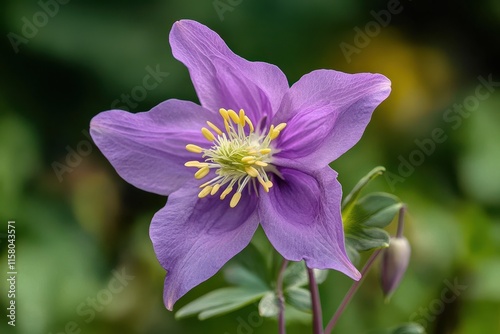 Columbine blooms in Yankee Boy Basin San Juan Mountains photo