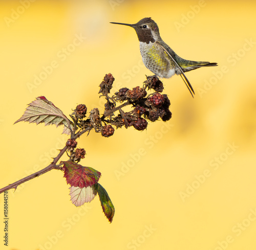 Anna's Humminbird in Threat Posture With Yellow Background photo