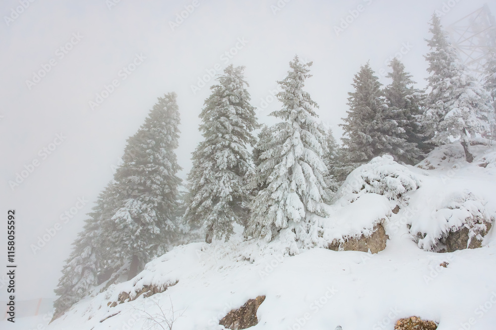 Snow-covered pine trees in a misty winter landscape Snow-covered pine trees in a misty winter landscape