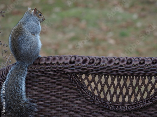 american gray squirrel on chair