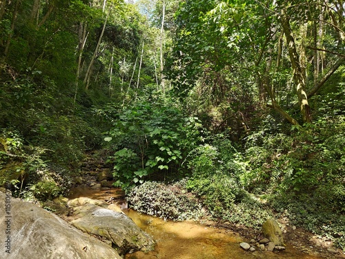 Bosque con árboles altos y vegetación de la flora tropical de Venezuela