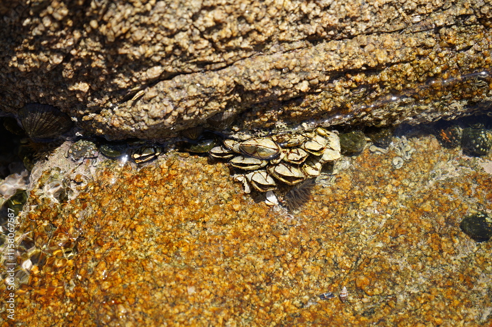 Genkaishima - lichen on rock