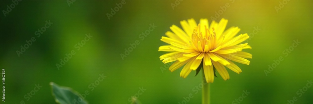 Bright yellow dandelion flower blooming in the garden, garden, greenery Bright yellow dandelion flower blooming in the garden, garden, greenery