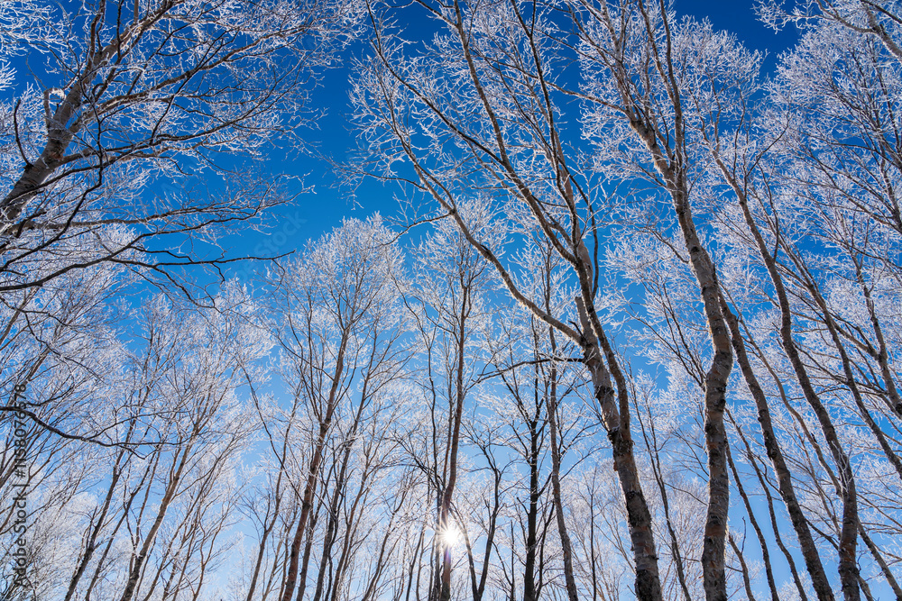 厳冬の霧ケ峰高原から朝日に照らされて輝く樹氷