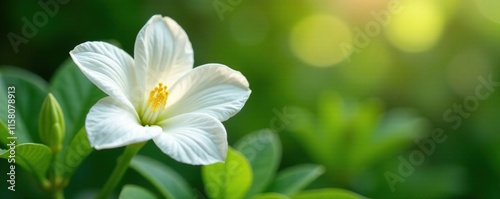 Pure white cascabela thevetia flower in a garden, cascabela thevetia, exotic, blossom photo