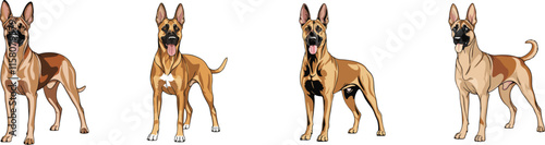  Set Of Belgian Malinois dog line vector illustration  white background