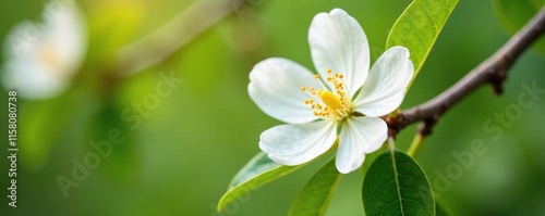 Soft white petals unfolding on a macadamia tree branch, blossom, nature, macadamia tree