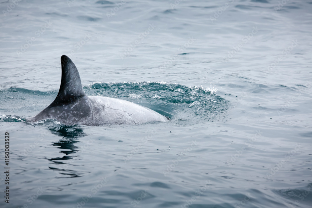 Fototapeta premium A view of a Risso's dolphin surfacing out of the water, seen off the coast of Southern California.