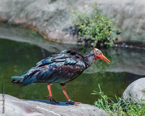 A northern bald ibis walking on a rock near a body of water photo