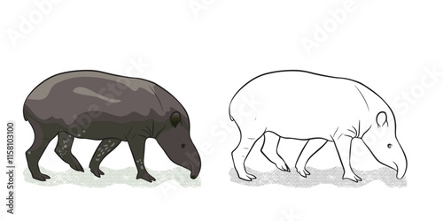 South American tapir is the largest surviving native terrestrial mammal in the Amazon. Vector illustration isolated on transparent background.