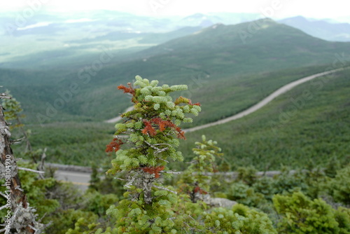 A small tree on the whiteface mountain peak