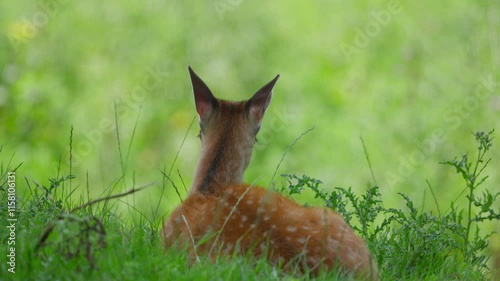 A baby deer is laying down in the grass. The grass is green and the deer is brown