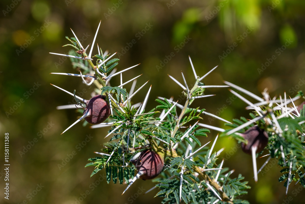 Φωτογραφία Close up of seed pods and large thorns on an Acacia tree in Kenya, African adven