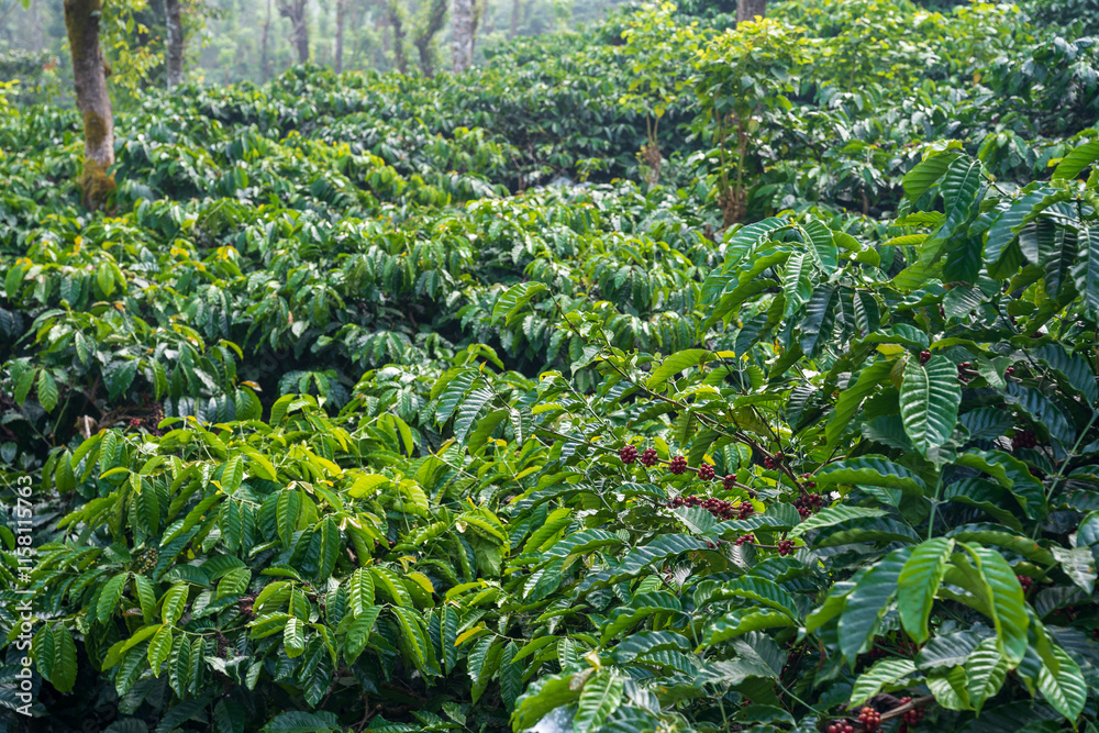 Coffee Plant With Ripe Beans On the Branch, Plantation in Chikmagalur karnataka india. Growing Cluster of Raw Coffee Berries on Tree Branch - Close-up Coffee Plant With Ripe Beans On the Branch, Plantation in Chikmagalur karnataka india. Growing Cluster of Raw Coffee Berries on Tree Branch - Close-up