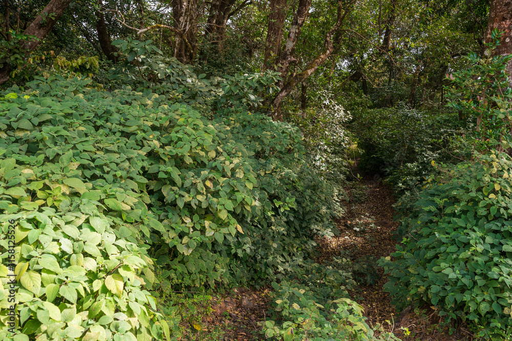 forest road covered with bushes and grass. forest road covered with bushes and grass.
