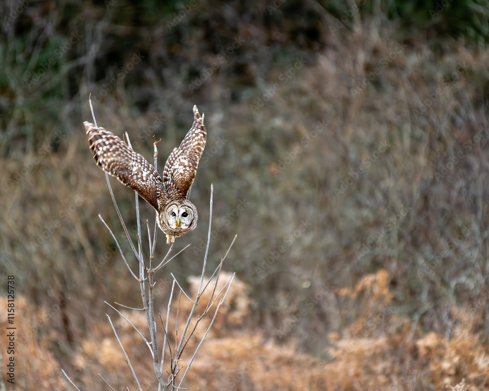 Obraz premium Barred owl in flight