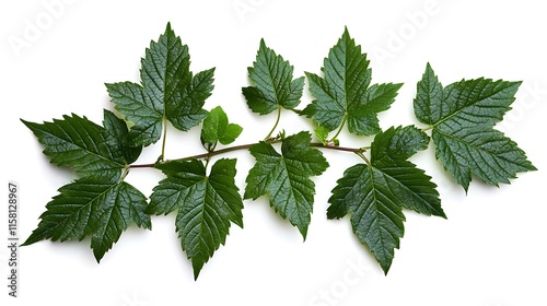 a group of green leaves