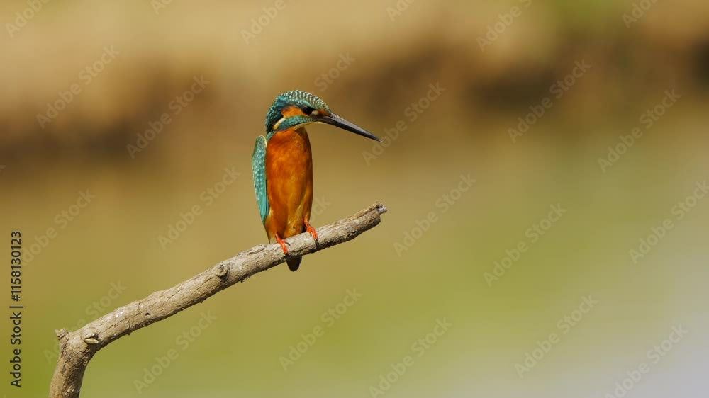 Common kingfisher on brunch of tree Common kingfisher on brunch of tree